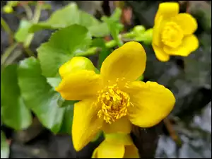 Żółty, Błotny, Kwiat, Kaczeniec