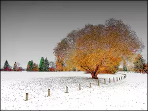 Zima, Drzewo, Ośnieżona, Droga