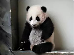 Panda, Ściana