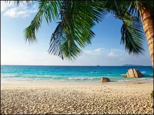 Ocean, Tropiki, Plaża, Palma