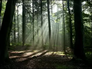 Las, Drzewa, Światło, Cienie