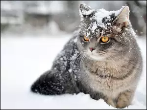 Śnieg, Kot, Zima