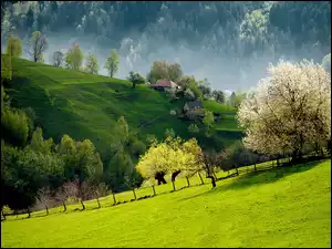 Drzewa, Góry, Domy, Wieś, Lasy, Kwitnące, Słowenia, Łąki