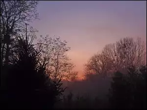 Mgła, Słońca, Drzewa, Zachód