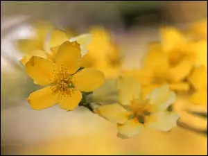 Kwiaty, Krzew, Żółte