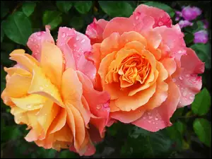 Rosa, Róże, Dwukolorowe
