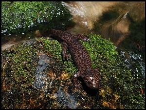 Salamandra, Strumyk