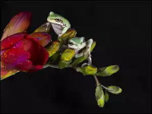 Rzekotki, Pączki, Dwie, Rosa, Żabki, Kwiat