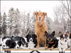 Psy, Zima, Ławka, Park