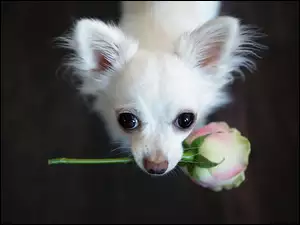 Piesek, Różą, Chihuahua, Z