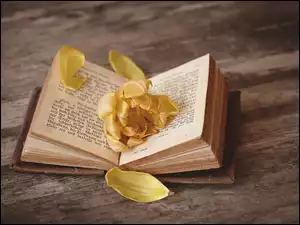 Książka, Płatki, Żółty, Kwiat