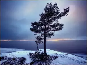 Samotne, Zima, Drzewo, Wybrzeże