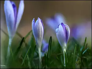 Liliowe, Wiosna, Krokusy, Kwiaty