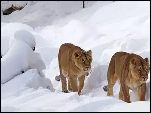 Lwy, Śnieg, Idą, Przez