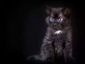 Oczy, Czarny, Kotek, Kot, Niebieskie