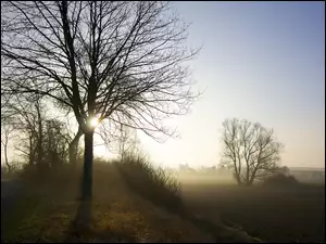 Pole, Drzewa, Mgła