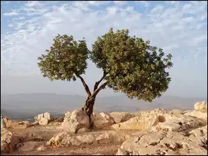 Drzewo, Kamienie