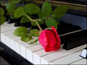 Fortepian, Róża