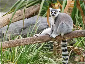 Trawa, Lemur, Konar