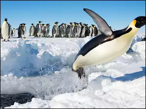Zima, Pingwin, Lot