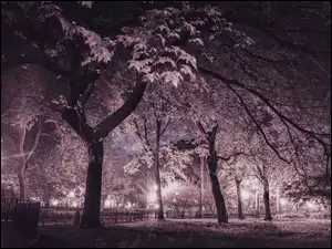 Drzewa, Park, Noc