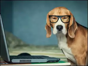 Laptop, Pies, Szwajcarski, Gończy, Okulary