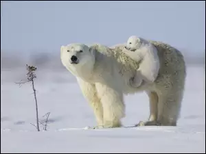 Śnieg, Niedźwiedzica, Niedźwiadek