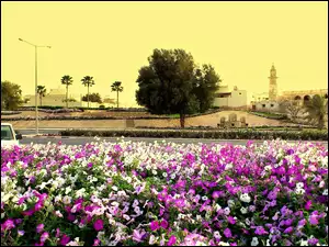 Meczet, Skwer, Al-Doha, Bratki, Domy, Drzewa