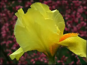 Irys, Przyroda, Kwiat