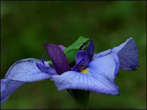 Żaba, Niebieski, Kwiat, Irys
