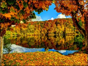 Jesienny, Drzewa, Las, Jezioro