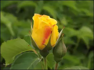 Żółto, Róży, Pomarańczowy, Pączek