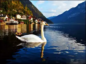 Łabędź, Austria, Jezioro, Góry, Hallstatt