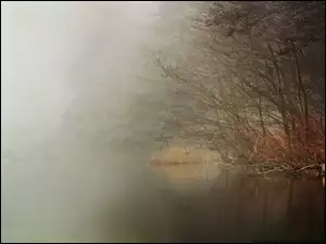 Jezioro, Drzewa, Zarośla, Trawy, Mgła