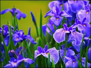 Irysy, Niebieskie, Kwiatki