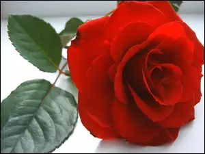Listki, Czerwona, Róża