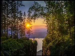 Drzewa, Norwegia, Promienie, Las, Słońca