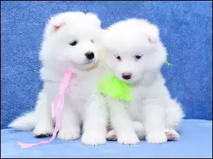 Psy, Samojed, Dwa, Białe