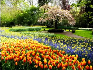 Wiosna, Tulipany, Park, Kwiaty