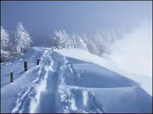 Pole, Ogrodzenie, Drzewa, Śnieg