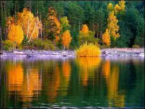 Jezioro, Jesień, Las, Złota