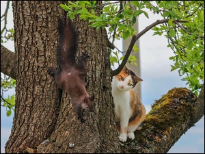 Drzewo, Wiewiórka, Kot
