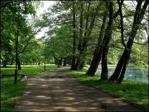 Droga, Trawnik, Park, Jeziorko, Ścieżka, Drzewa