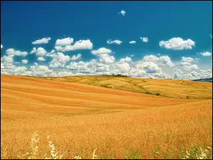 Farmy, Toskania, Pola, Włochy, Łąki, Góry
