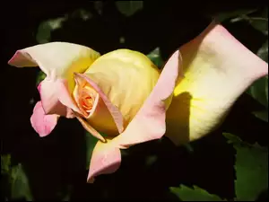 Rozkwitająca, Róża