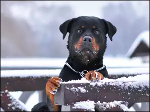 Śnieg, Rottweiler, Płot
