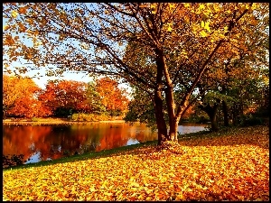 Liście, Jesień, Rzeka, Park, Żółte