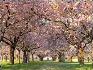 Wiosna, Kwiaty, Park, Drzewa