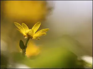Ziarnopłon Wiosenny, Wiosna, Żółte, Kwiaty