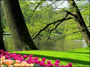 Wiosna, Staw, Tulipany, Łabędzie, Park